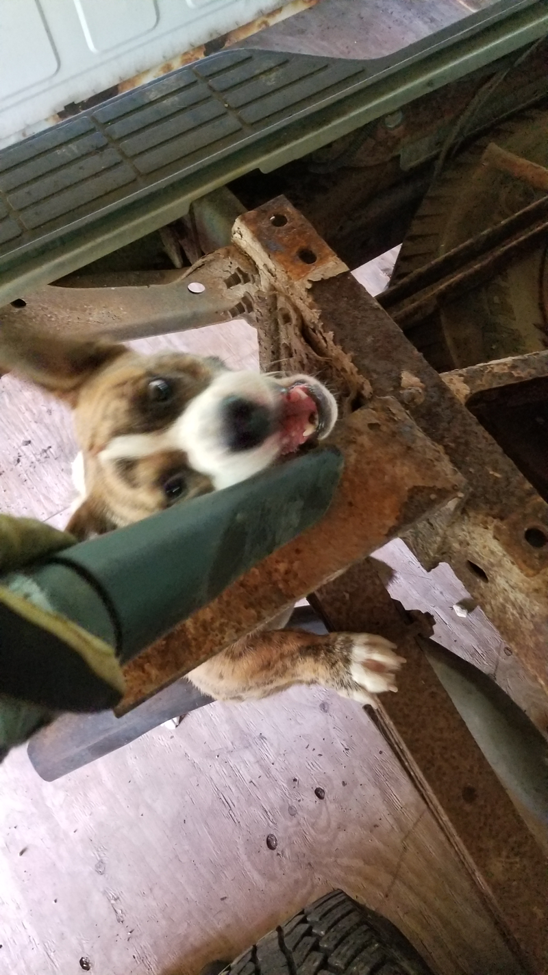 He hates all power tools including the Shop Vac. He tried really hard to kill the end.